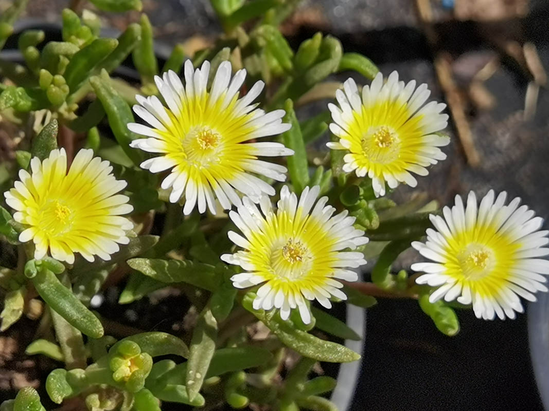 Delosperma cultivars & hybrides